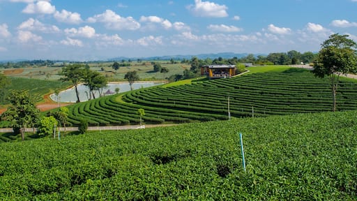 November 26, 2016 Tea Plantation at Choui Fong Tea Plantation, Chiang Rai, Thailand