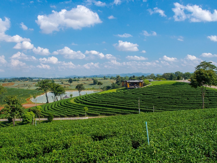 November 26, 2016 Tea Plantation at Choui Fong Tea Plantation, Chiang Rai, Thailand