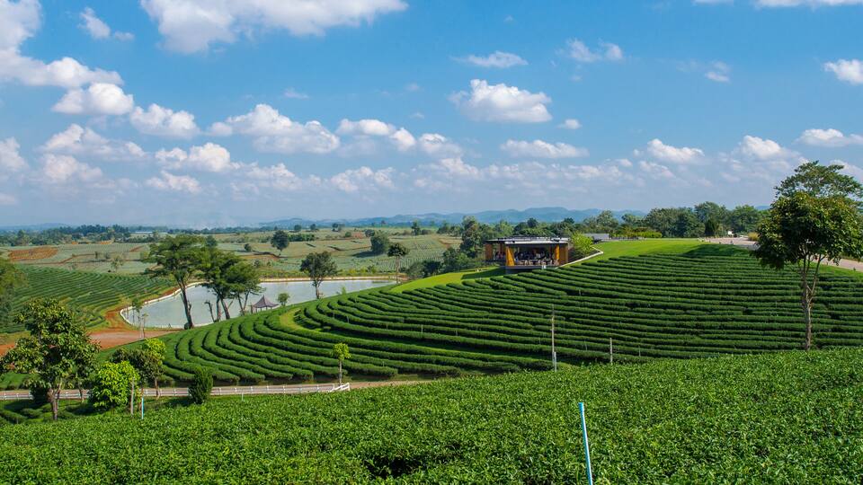 Terraced tea plantations, a small pavilion, and a body of water.