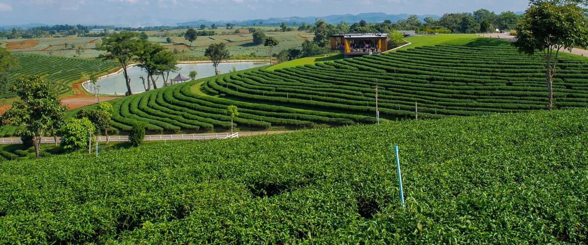 Terraced tea plantations, a small pavilion, and a body of water.