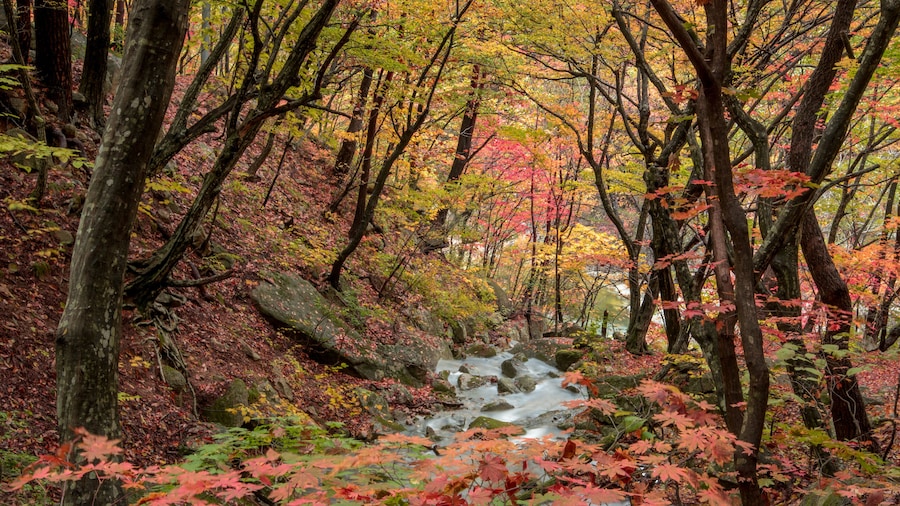 Sogeumgang of beautiful autumn leaves of Odaesan Mountain.