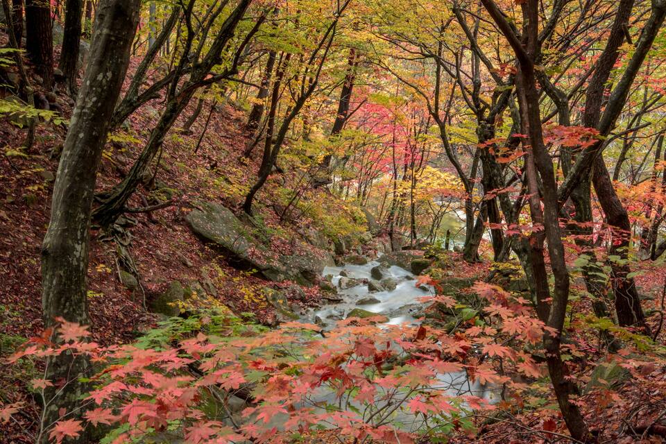 Un bosque con un arroyo, hojas otoñales y rocas.