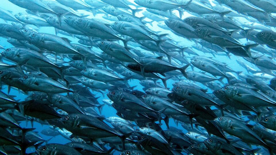 A school of fish swimming in unison in the ocean.