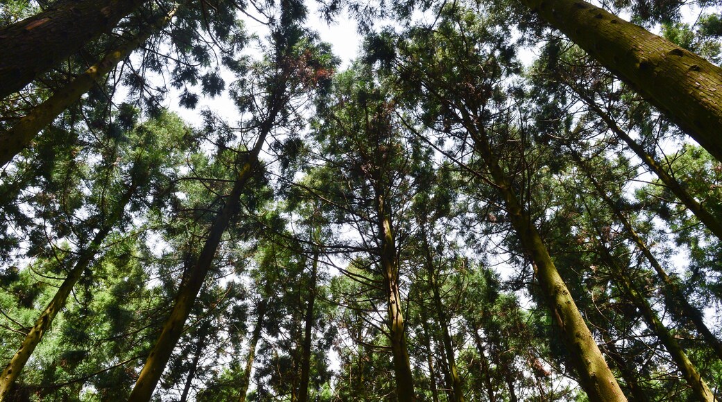 The Saryeoni forest path is designated as a Biosphere Reserve by UNESCO. The main types of tree are Cedar and Cypress which are high and dense, The sky and sunshine are seen through the trees.