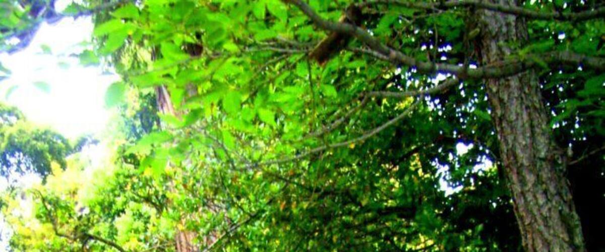 1 Chome Handa, Ōsakasayama-shi, Ōsaka-fu 589-0011, Japan