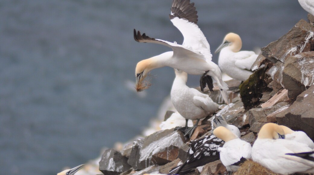 One of the largest gannet colonies in North America. Amazing number of birds, you just have to hike through the sheep pasture.
#lifeatexpedia #newfoundland #birdwatching