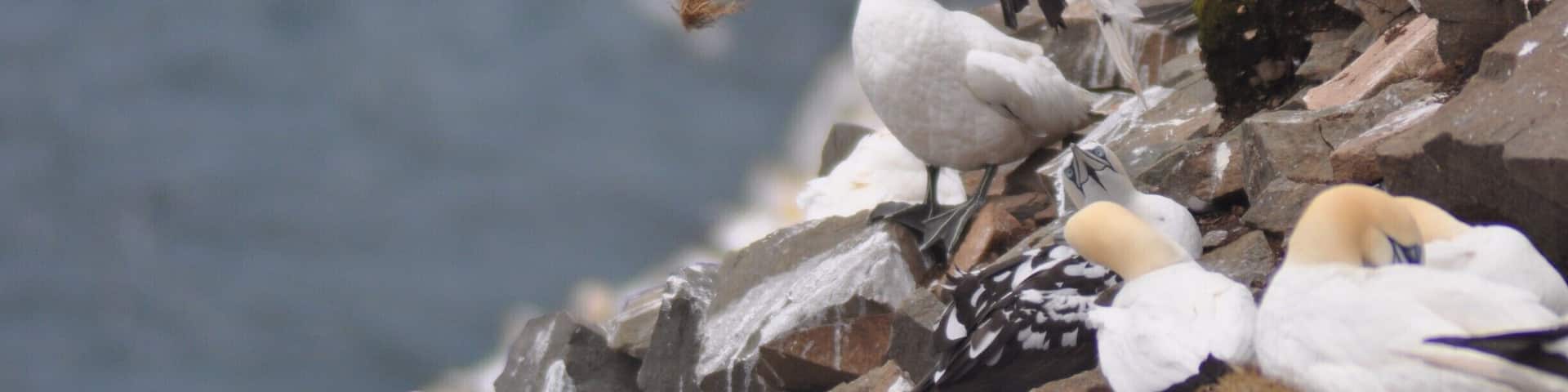 One of the largest gannet colonies in North America. Amazing number of birds, you just have to hike through the sheep pasture.
#lifeatexpedia #newfoundland #birdwatching