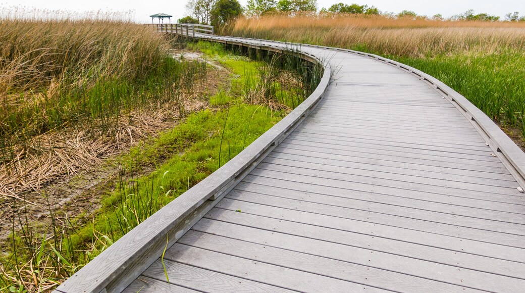 Boardwalk Leading Through The Wetlands Walkway On The Creole Nature Trail, Sabine National Wildlife Refuge, Louisiana, USA