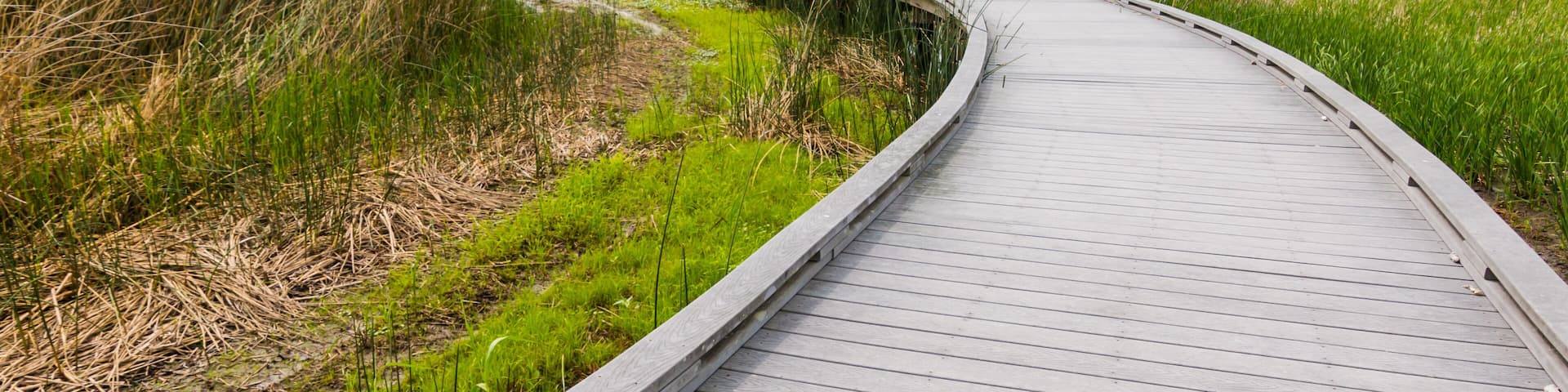 A curved wooden boardwalk through a grassy area with a small structure in the distance.