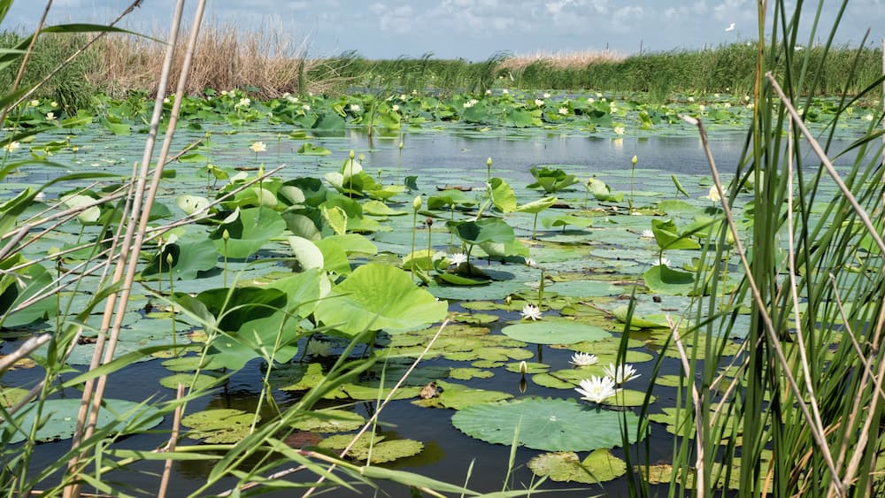 Lilypads invade a wetland pond in the Cameron Prairie National Wildlife Refuge south of Lake Charles, Louisiana