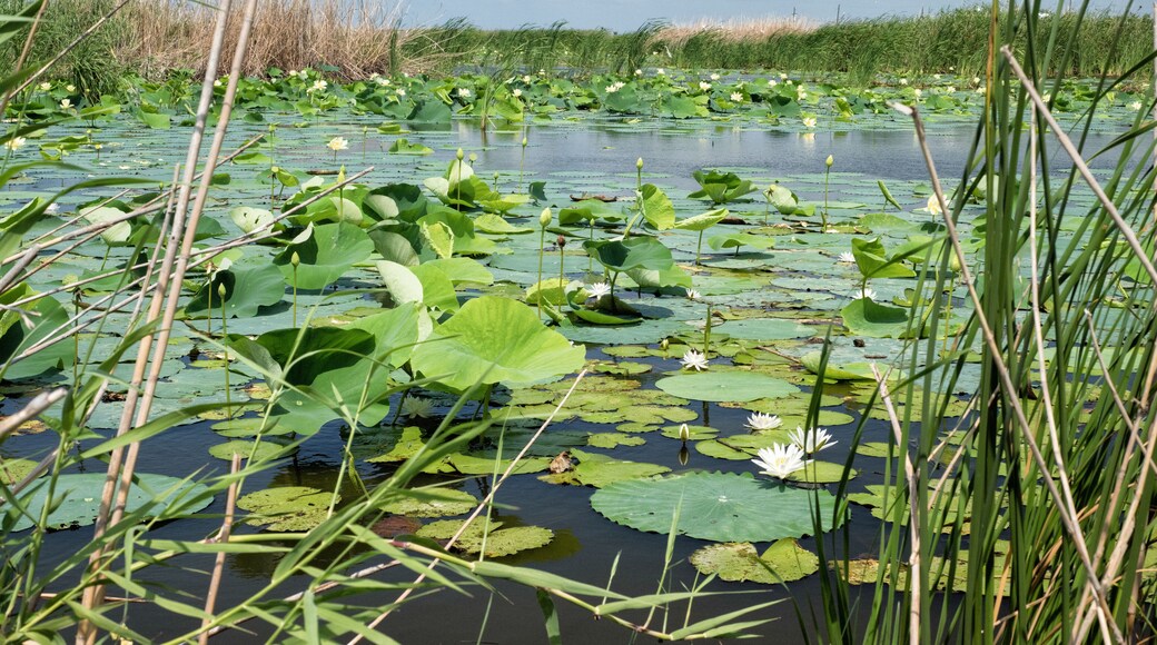 Lilypads invade a wetland pond in the Cameron Prairie National Wildlife Refuge south of Lake Charles, Louisiana