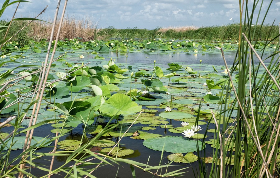 Lilypads invade a wetland pond in the Cameron Prairie National Wildlife Refuge south of Lake Charles, Louisiana