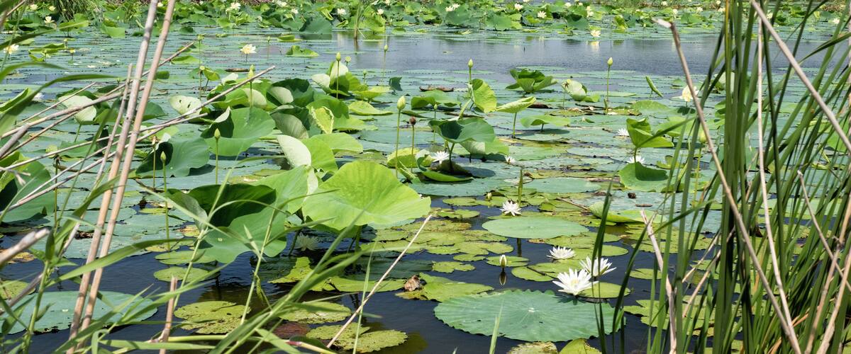 A pond with lily pads and white water lilies.