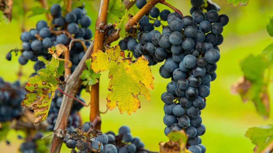 Jackson-Triggs Winery showing farmland