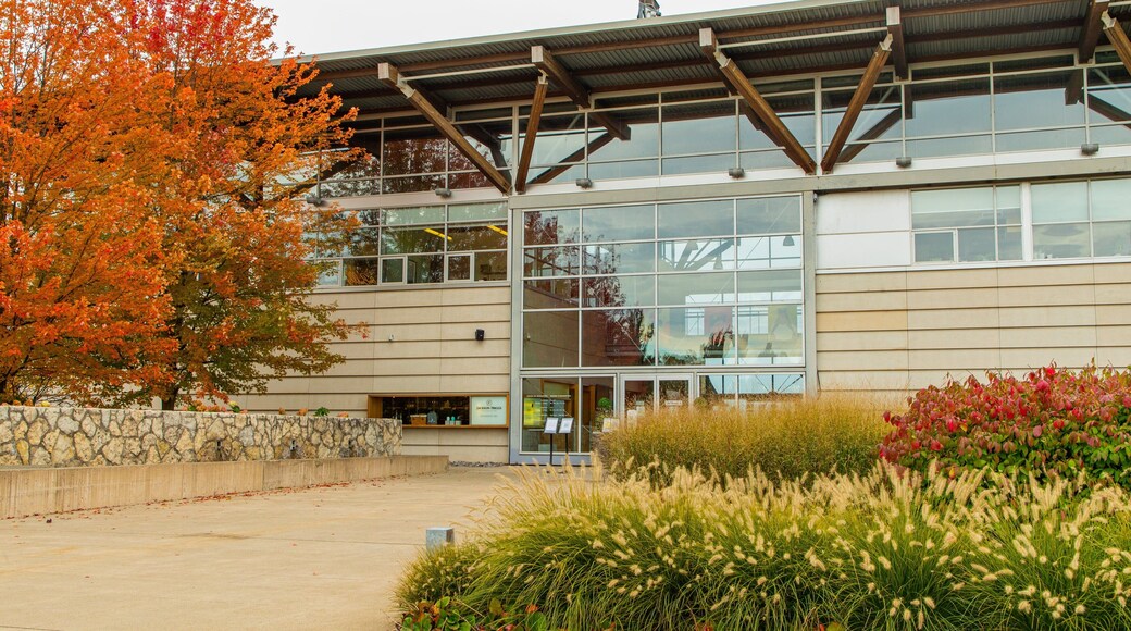 Jackson-Triggs Winery showing autumn leaves, wildflowers and a park