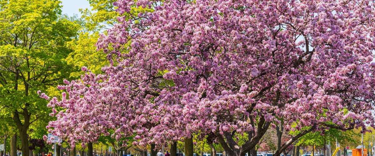 Crab apple tree in full bloom in Woodbine Park a vibrant part of  Toronto's Beaches neigbourhood.
