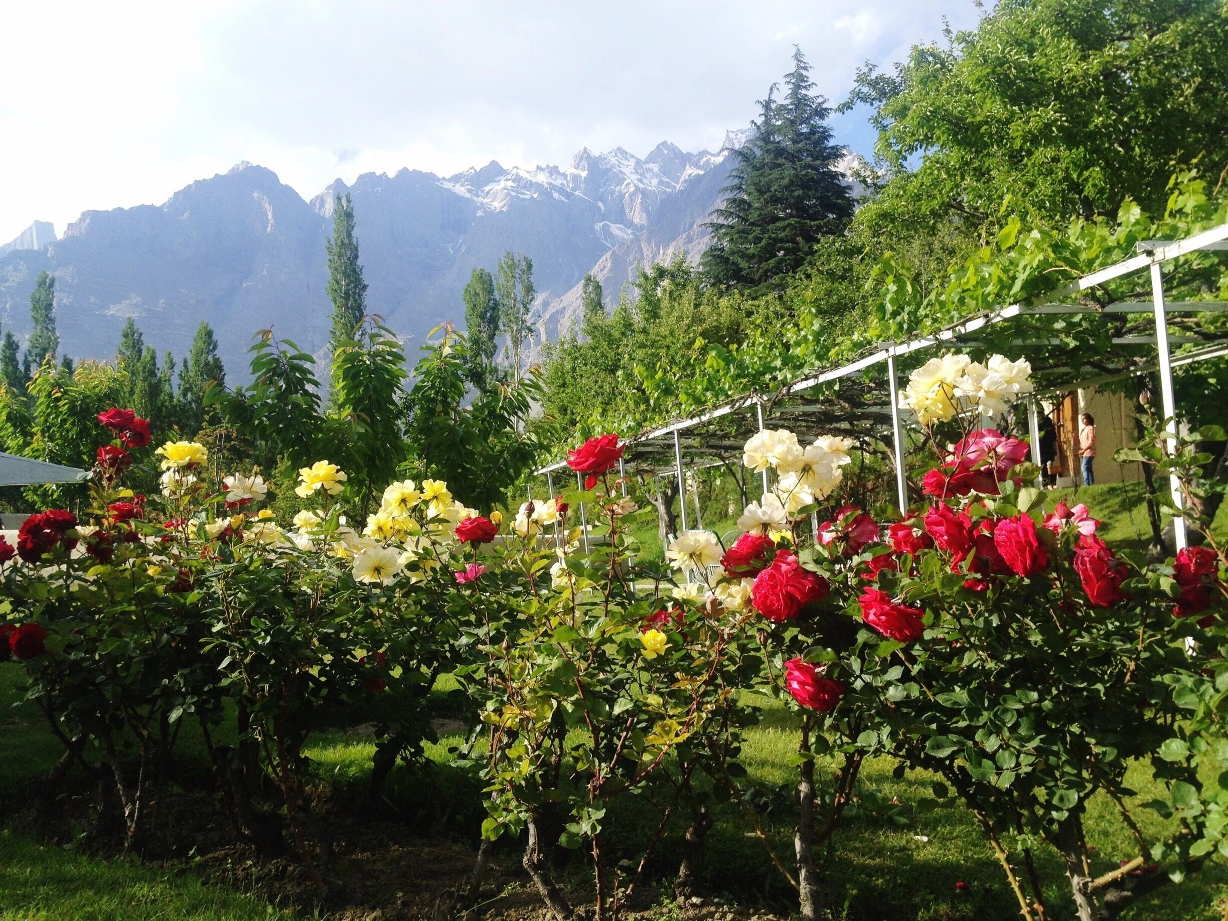 Rose garden at Shangrila Resort ,Northern Areas of Pakistan.