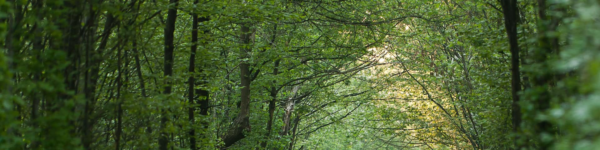 A forested path with a tunnel-like formation.