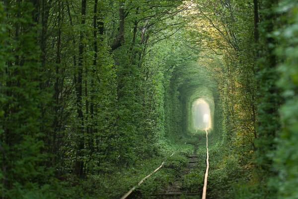Natural tunnel of love formed by trees in Ukraine, Klevan., Shutterstock ID 116566117, Purchase Order: -