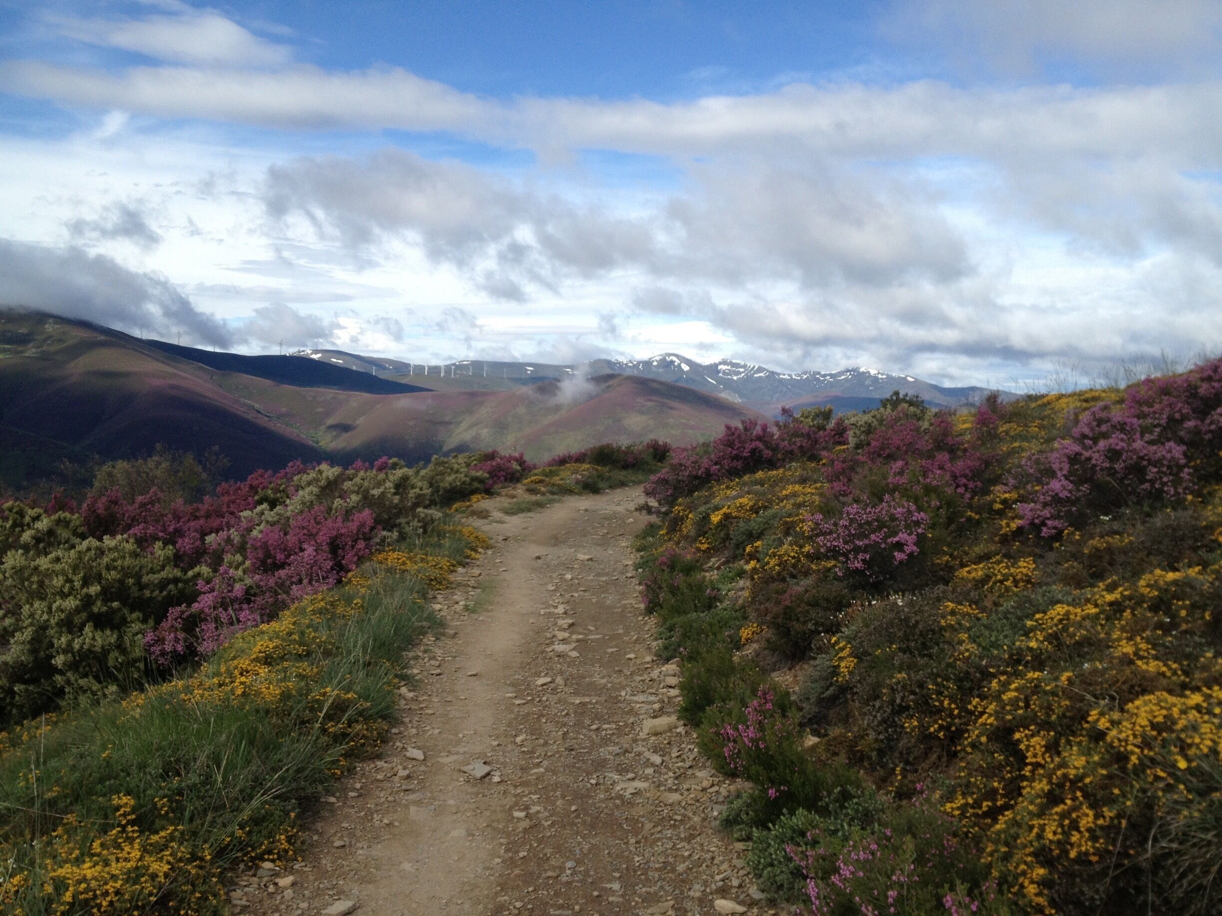 A dirt path through a hilly landscape with purple heather and yellow flowers.
