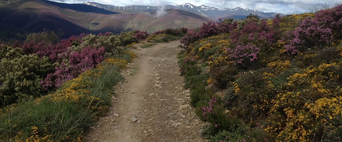 A dirt path through a hilly landscape with purple heather and yellow flowers.
