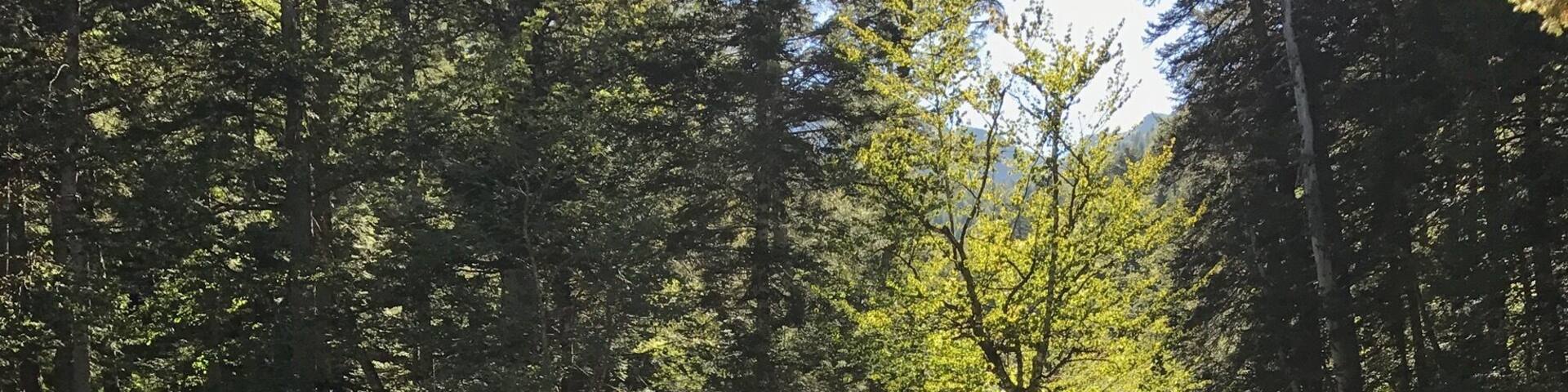 Un ruisseau bordé d’arbres, avec des rochers et de l’eau qui coule.