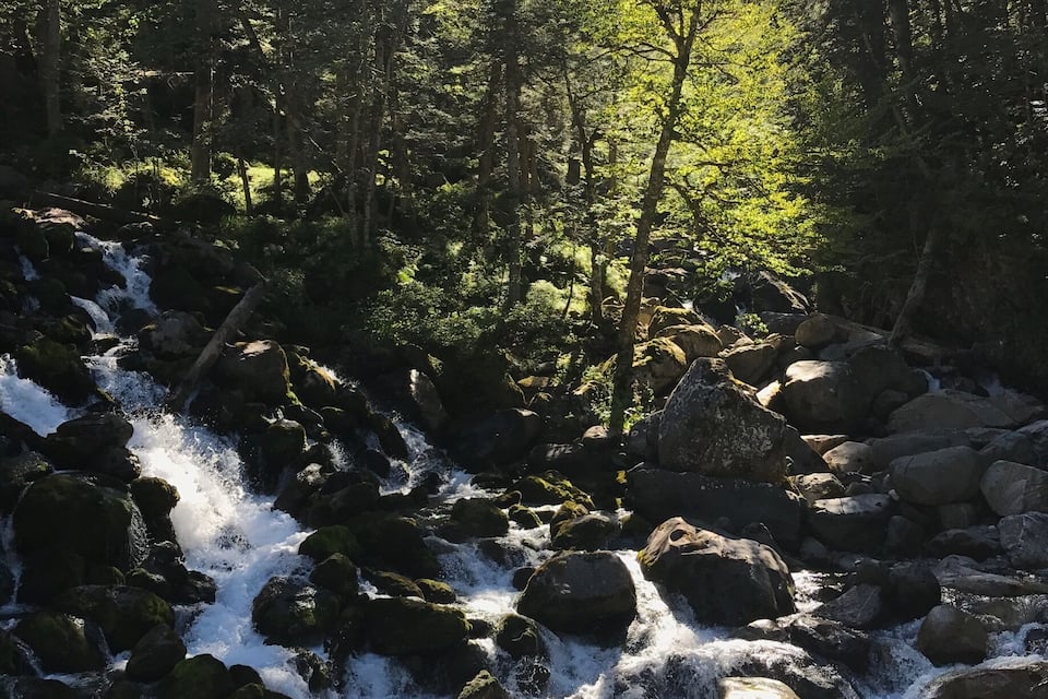 Un arroyo rodeado de árboles, con rocas y agua corriente.