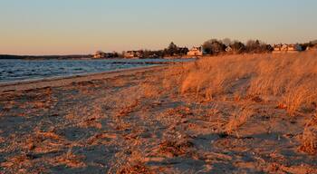 A beach with golden grasses and houses in the background.