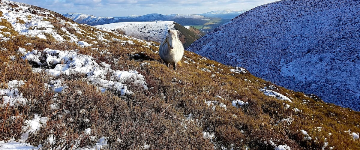 Great views with lots of wild horses around