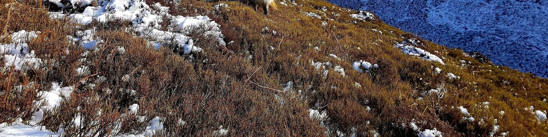 Great views with lots of wild horses around
