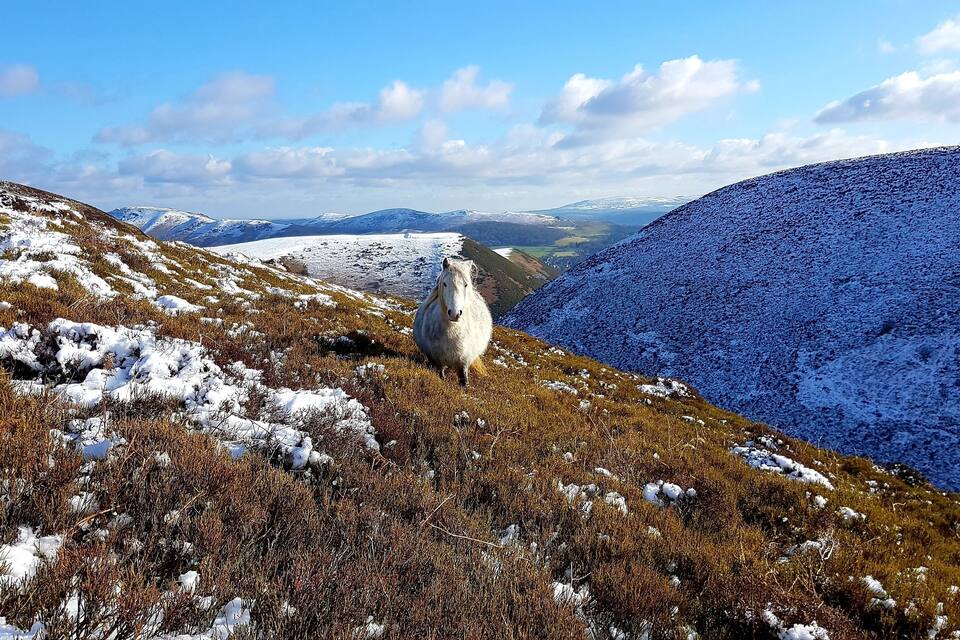 Un cheval blanc sur une colline enneigée, sous un ciel dégagé.