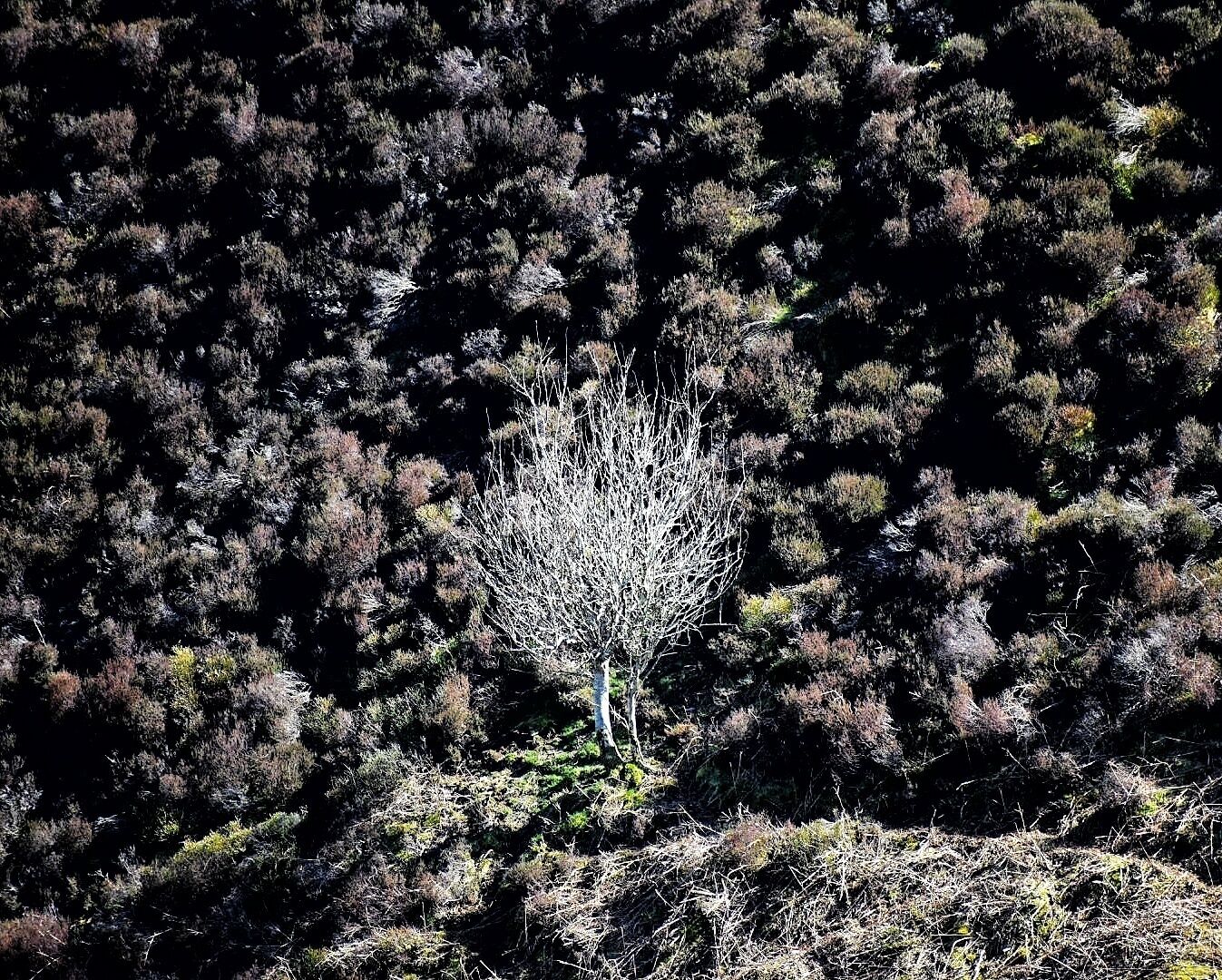 A lone Tree on the side of a Hill at Carding Mill Valley. A lovely area of England to hike. #spring #parks #roadtrip #Shropshire #hike #tree #England #uk #details