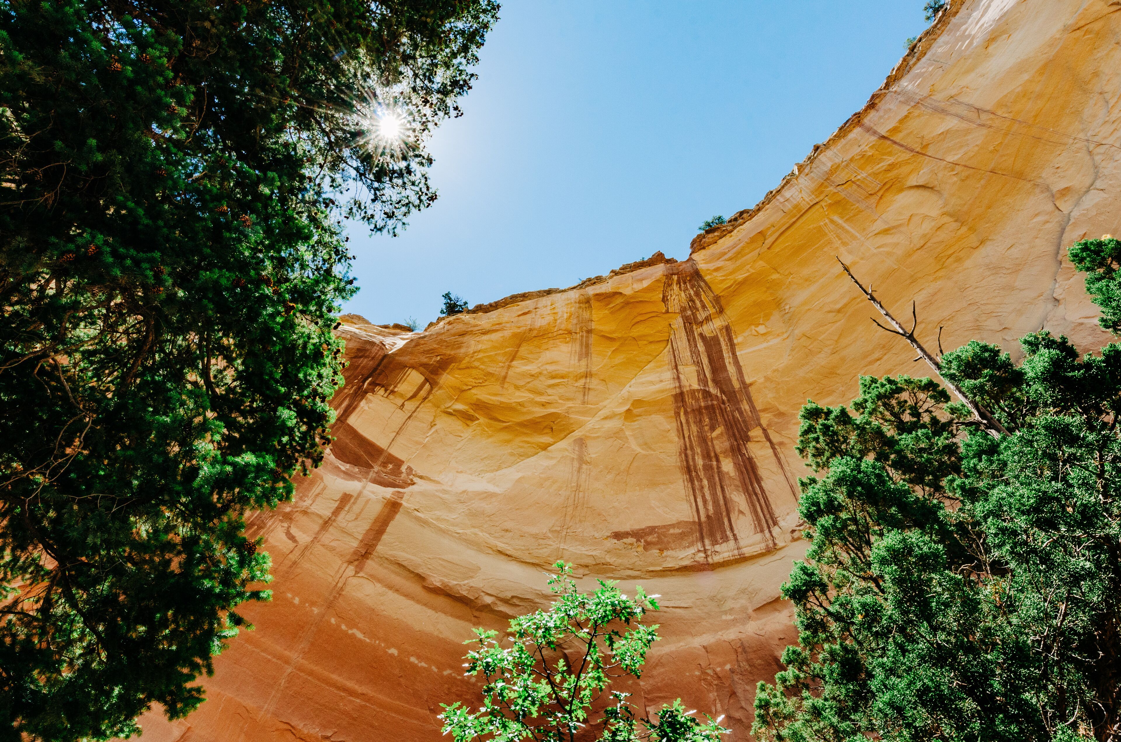 A stunning view looking up at a canyon wall with a sunburst in the trees