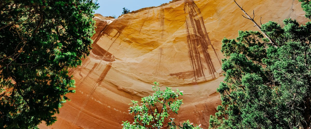 A stunning view looking up at a canyon wall with a sunburst in the trees