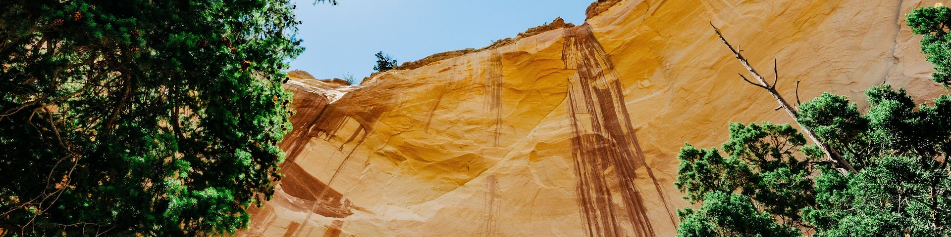 A stunning view looking up at a canyon wall with a sunburst in the trees