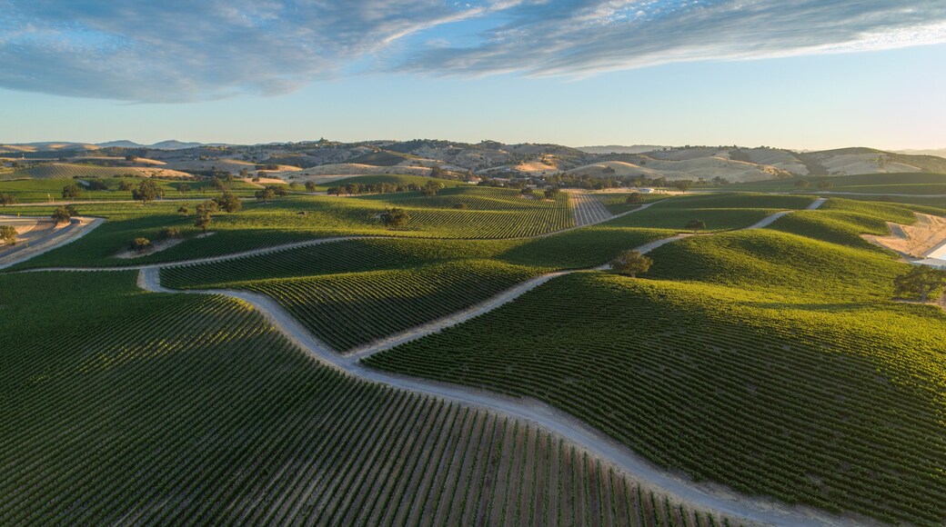 Large vineyard over rolling hills of Paso Robles, California shot from a drone point of view with warm sunset and contrasting shadows.