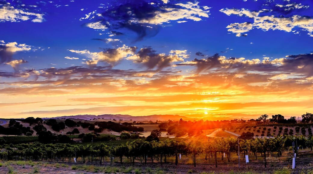 Wine Country Vineyard at Sunset, Paso Robles, CA