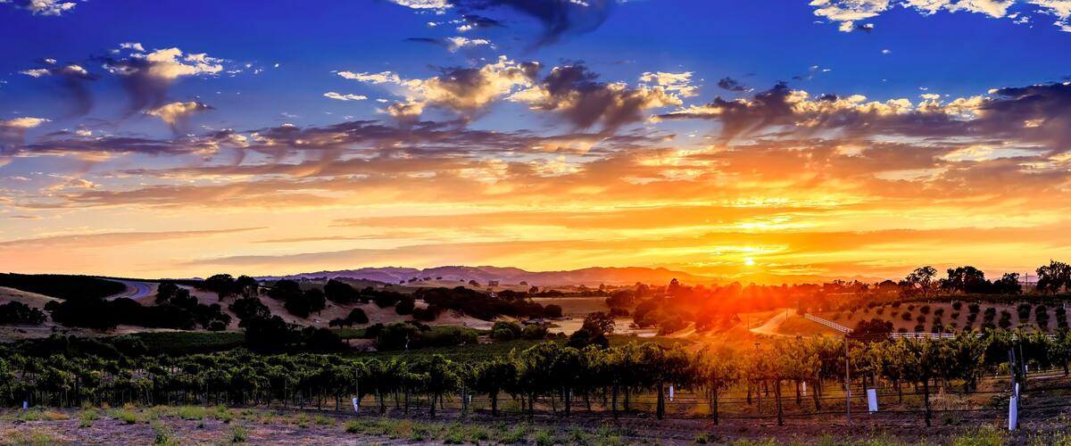 Wine Country Vineyard at Sunset, Paso Robles, CA