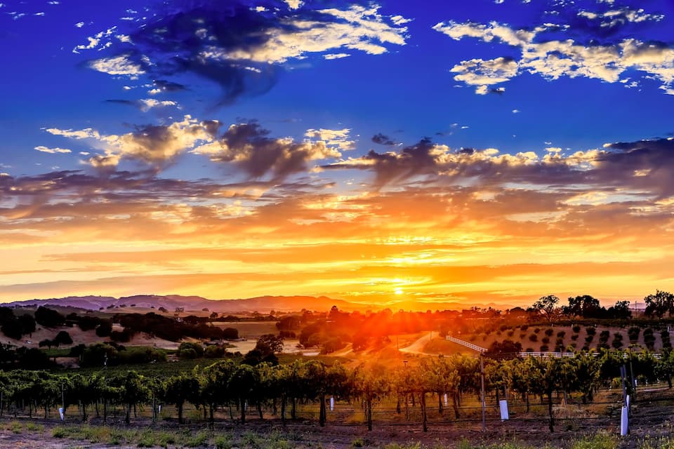 Wine Country Vineyard at Sunset, Paso Robles, CA