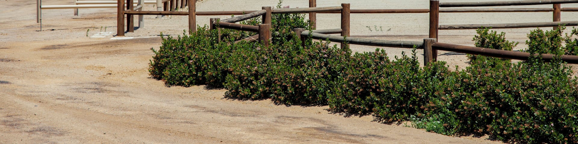 PasoRobles_PasoRoblesHorsePark_553248634329823616-2