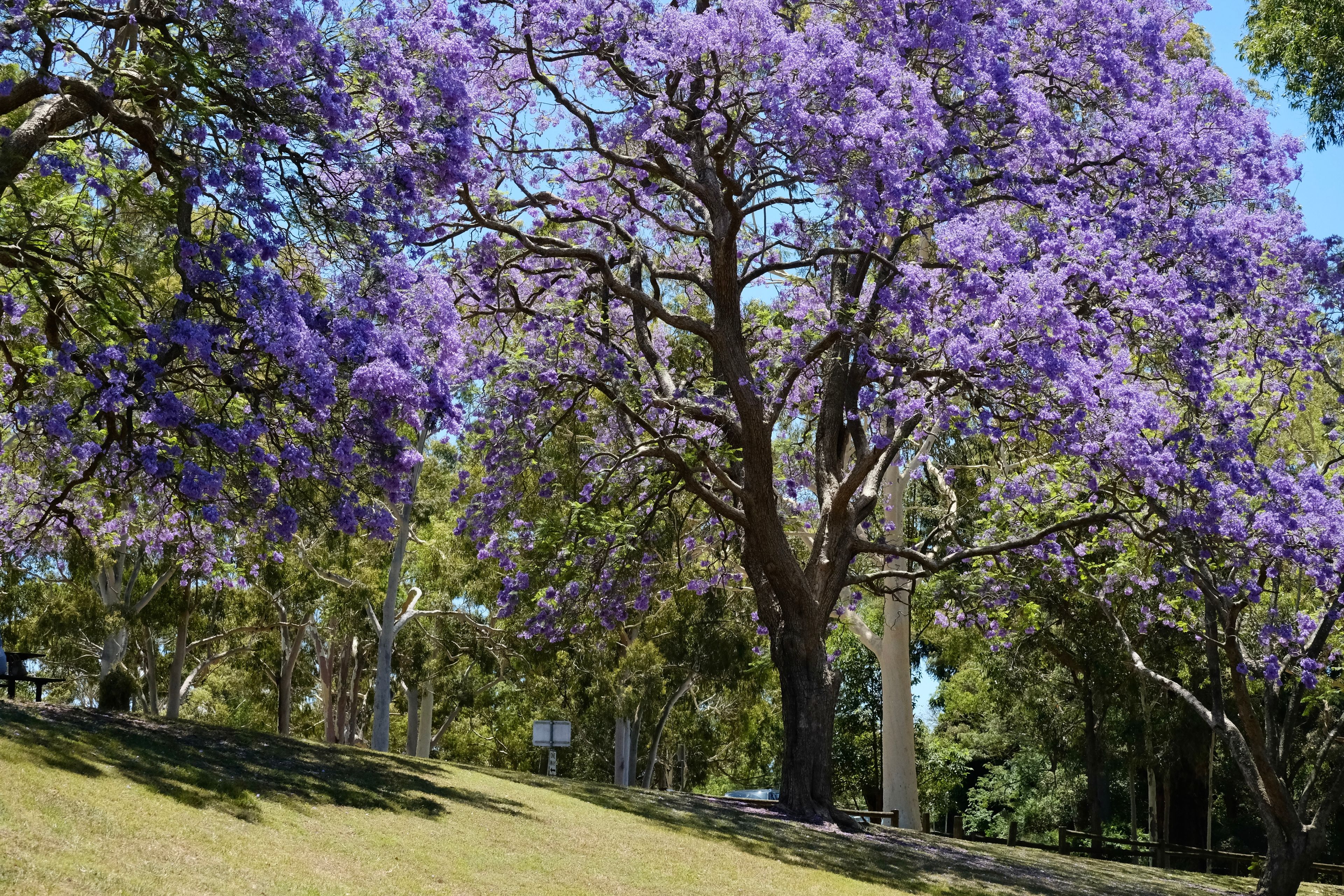 Un parc avec des arbres aux fleurs violettes et une colline couverte d’herbe.