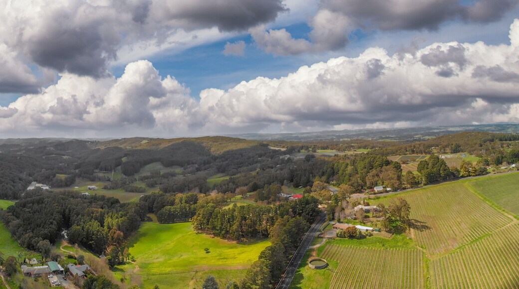 Panoramic aerial view of vineyards at sunset