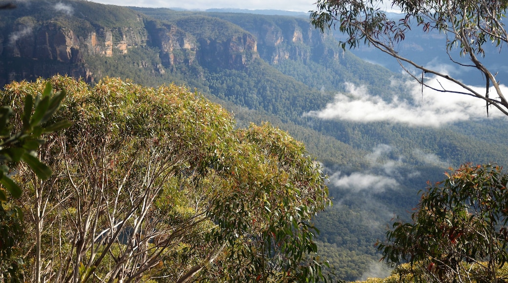 This is you atypical tourist view of the Blue Mountains, taken during an early morning stroll along the Cliff Top Walk at the back of Blackheath.