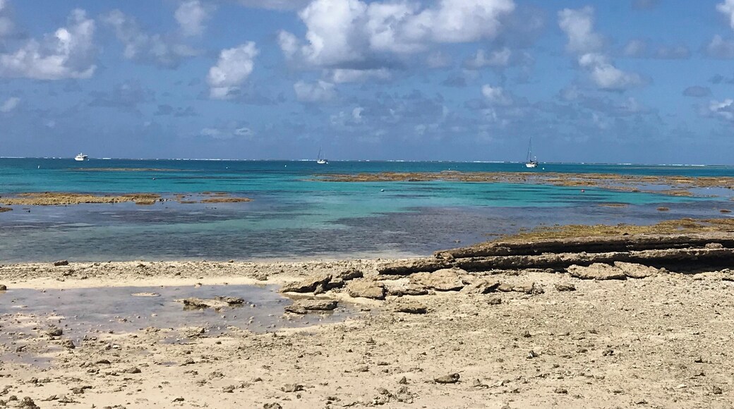 Lady Musgrave Island was an amazing place for snorkeling!! Also got to see whales when we got closer to the island.