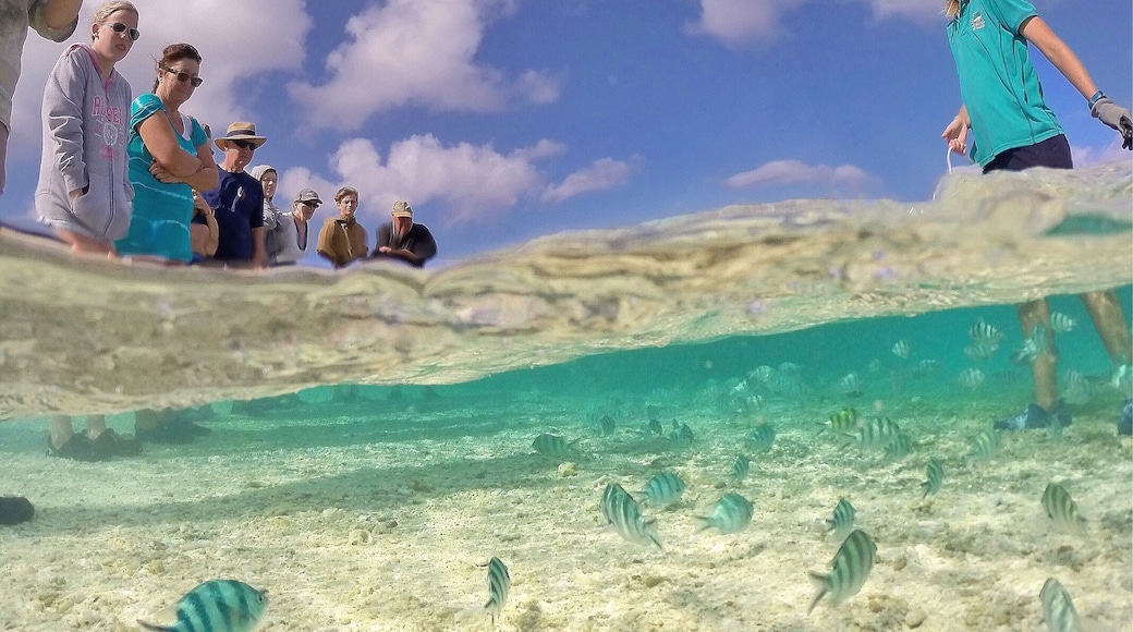 Fish feeding time at @ladyelliotislandecoresort! A great way to get up close and see some of the fish that live in Lady Elliot's lagoon is to head on down for the afternoon fish feeding! ☀️🐠🐟🌴😀
#visitbundaberg #southerngreatbarrierreef #ladyelliotisland #GoProANZ #thisisqueensland #seeaustralia