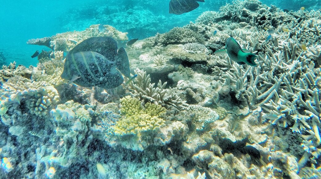 Snorkelling Lady Elliot Is