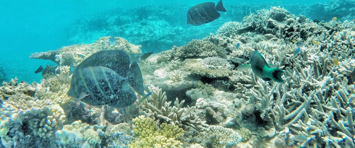 Snorkelling Lady Elliot Is