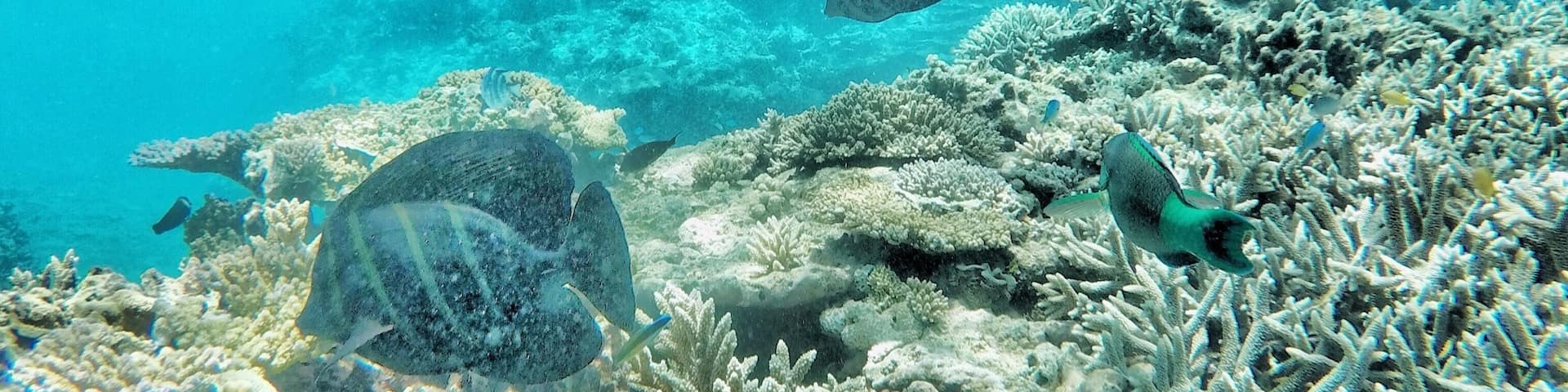 Snorkelling Lady Elliot Is