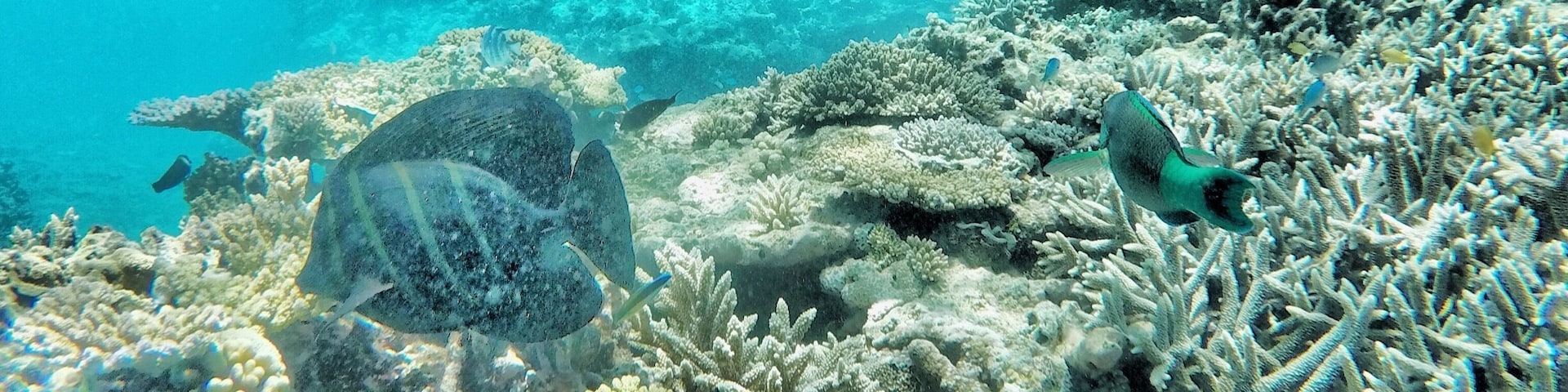 Snorkelling Lady Elliot Is