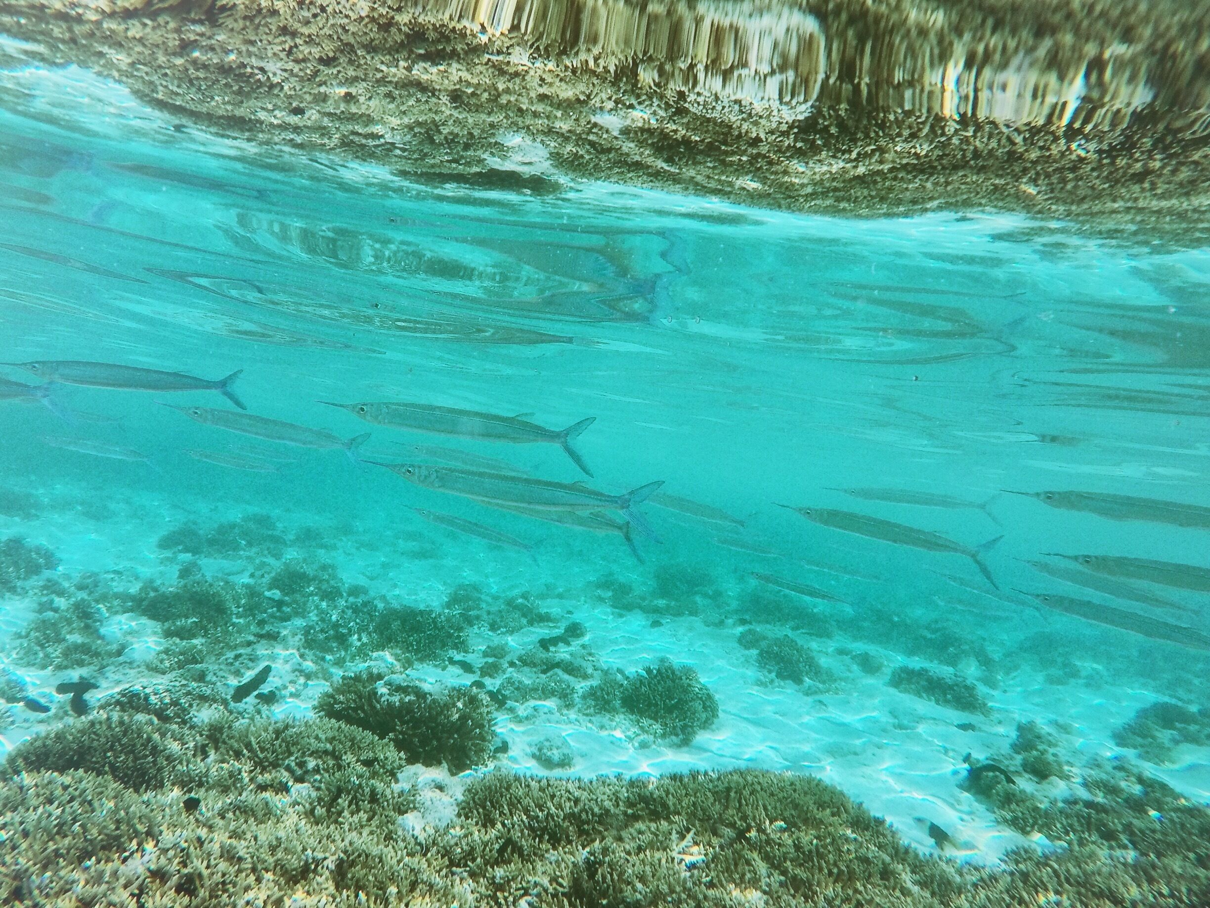 Needle fish Lady Elliot Is - school of them swam by in a stream for about a minute and a half